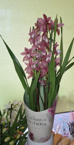 Orquideas
